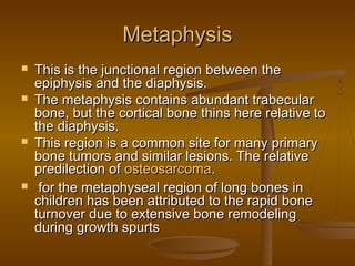MetaphysisMetaphysis
 This is the junctional region between theThis is the junctional region between the
epiphysis and the diaphysis.epiphysis and the diaphysis.
 The metaphysis contains abundant trabecularThe metaphysis contains abundant trabecular
bone, but the cortical bone thins here relative tobone, but the cortical bone thins here relative to
the diaphysis.the diaphysis.
 This region is a common site for many primaryThis region is a common site for many primary
bone tumors and similar lesions. The relativebone tumors and similar lesions. The relative
predilection ofpredilection of osteosarcomaosteosarcoma..
 for the metaphyseal region of long bones infor the metaphyseal region of long bones in
children has been attributed to the rapid bonechildren has been attributed to the rapid bone
turnover due to extensive bone remodelingturnover due to extensive bone remodeling
during growth spurtsduring growth spurts
 