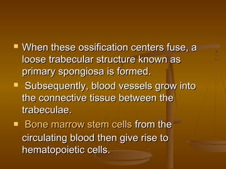  When these ossification centers fuse, aWhen these ossification centers fuse, a
loose trabecular structure known asloose trabecular structure known as
primary spongiosa is formed.primary spongiosa is formed.
 Subsequently, blood vessels grow intoSubsequently, blood vessels grow into
the connective tissue between thethe connective tissue between the
trabeculae.trabeculae.
 Bone marrow stem cellsBone marrow stem cells from thefrom the
circulating blood then give rise tocirculating blood then give rise to
hematopoietic cells.hematopoietic cells.
 