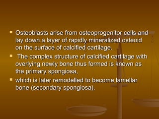  Osteoblasts arise from osteoprogenitor cells andOsteoblasts arise from osteoprogenitor cells and
lay down a layer of rapidly mineralized osteoidlay down a layer of rapidly mineralized osteoid
on the surface of calcified cartilage.on the surface of calcified cartilage.
 The complex structure of calcified cartilage withThe complex structure of calcified cartilage with
overlying newly bone thus formed is known asoverlying newly bone thus formed is known as
the primary spongiosa,the primary spongiosa,
 which is later remodelled to become lamellarwhich is later remodelled to become lamellar
bone (secondary spongiosa).bone (secondary spongiosa).
 