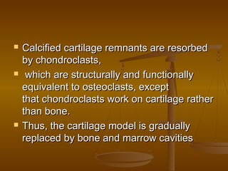  Calcified cartilage remnants are resorbedCalcified cartilage remnants are resorbed
by chondroclasts,by chondroclasts,
 which are structurally and functionallywhich are structurally and functionally
equivalent to osteoclasts, exceptequivalent to osteoclasts, except
that chondroclasts work on cartilage ratherthat chondroclasts work on cartilage rather
than bone.than bone.
 Thus, the cartilage model is graduallyThus, the cartilage model is gradually
replaced by bone and marrow cavitiesreplaced by bone and marrow cavities
 