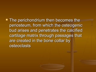  The perichondrium then becomes theThe perichondrium then becomes the
periosteum, from which the osteogenicperiosteum, from which the osteogenic
bud arises and penetrates the calcifiedbud arises and penetrates the calcified
cartilage matrix through passages thatcartilage matrix through passages that
are created in the bone collar byare created in the bone collar by
osteoclastsosteoclasts
 