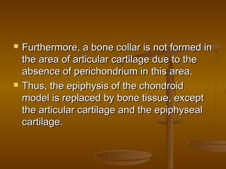  Furthermore, a bone collar is not formed inFurthermore, a bone collar is not formed in
the area of articular cartilage due to thethe area of articular cartilage due to the
absence of perichondrium in this area.absence of perichondrium in this area.
 Thus, the epiphysis of the chondroidThus, the epiphysis of the chondroid
model is replaced by bone tissue, exceptmodel is replaced by bone tissue, except
the articular cartilage and the epiphysealthe articular cartilage and the epiphyseal
cartilage.cartilage.
 