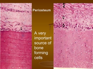 Periosteum
A very
important
source of
bone
forming
cells
 