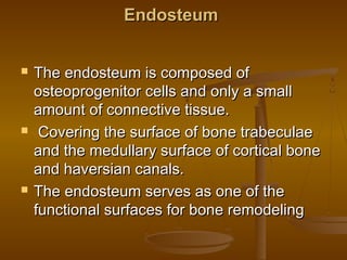 EndosteumEndosteum
 The endosteum is composed ofThe endosteum is composed of
osteoprogenitor cells and only a smallosteoprogenitor cells and only a small
amount of connective tissue.amount of connective tissue.
 Covering the surface of bone trabeculaeCovering the surface of bone trabeculae
and the medullary surface of cortical boneand the medullary surface of cortical bone
and haversian canals. and haversian canals. 
 The endosteum serves as one of theThe endosteum serves as one of the
functional surfaces for bone remodelingfunctional surfaces for bone remodeling
 