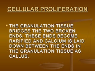CELLULAR PROLIFERATIONCELLULAR PROLIFERATION
 THE GRANULATION TISSUETHE GRANULATION TISSUE
BRIDGES THE TWO BROKENBRIDGES THE TWO BROKEN
ENDS, THESE ENDS BECOMEENDS, THESE ENDS BECOME
RARIFIED AND CALCIUM IS LAIDRARIFIED AND CALCIUM IS LAID
DOWN BETWEEN THE ENDS INDOWN BETWEEN THE ENDS IN
THE GRANULATION TISSUE ASTHE GRANULATION TISSUE AS
CALLUS.CALLUS.
 