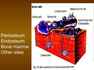 Periosteum
Endosteum
Bone marrow
Other sites
 