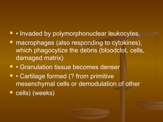  • Invaded by polymorphonuclear leukocytes,
 macrophages (also responding to cytokines),
which phagocytize the debris (bloodclot, cells,
damaged matrix)
 • Granulation tissue becomes denser
 • Cartilage formed (? from primitive
mesenchymal cells or demodulation of other
 cells) (weeks)
 