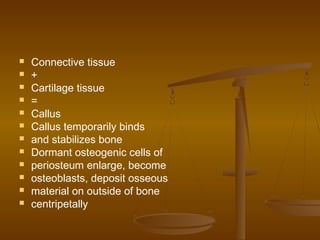 Connective tissue
 +
 Cartilage tissue
 =
 Callus
 Callus temporarily binds
 and stabilizes bone
 Dormant osteogenic cells of
 periosteum enlarge, become
 osteoblasts, deposit osseous
 material on outside of bone
 centripetally
 