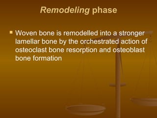 Remodeling phase
 Woven bone is remodelled into a stronger
lamellar bone by the orchestrated action of
osteoclast bone resorption and osteoblast
bone formation
 