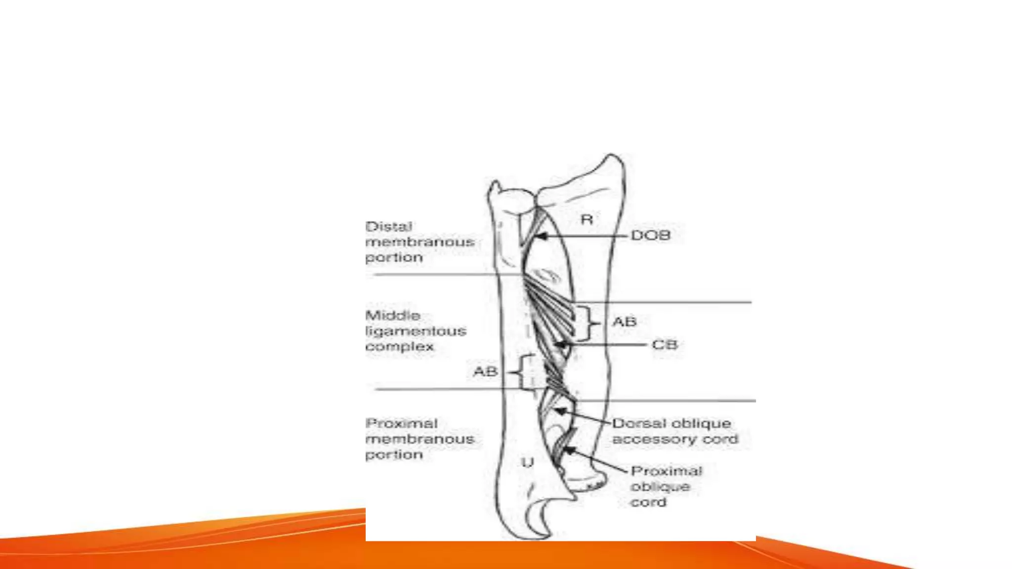Fracture shaft of radius ulna 2021 | PPTX