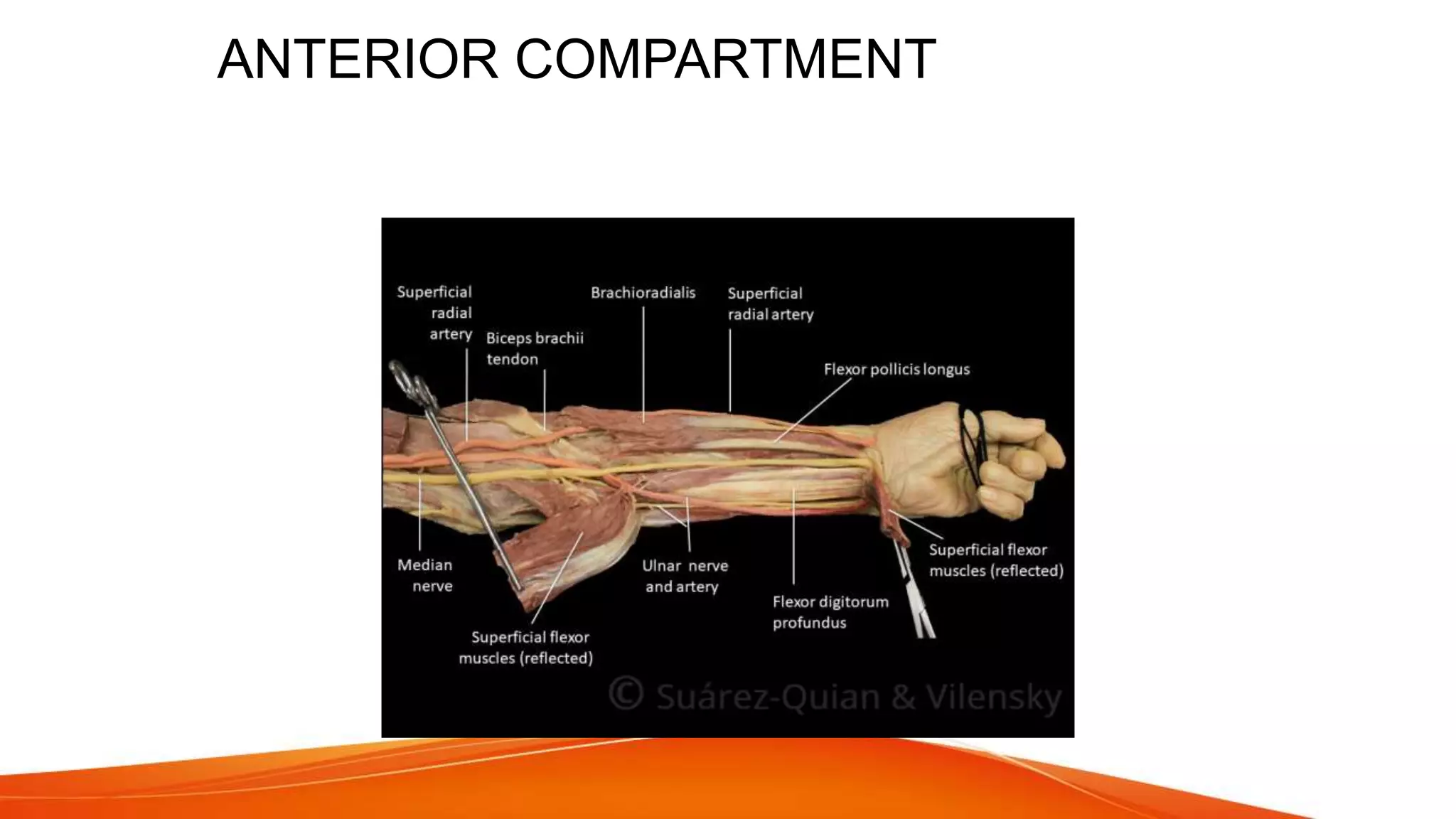 Fracture shaft of radius ulna 2021 | PPTX