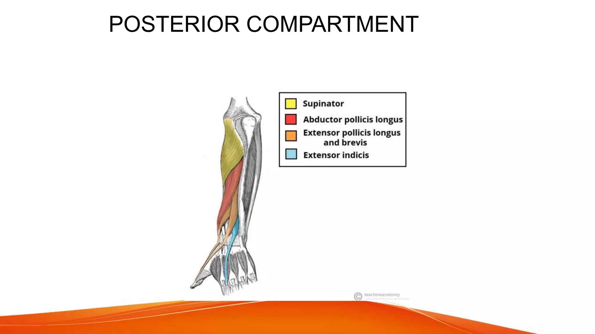 Fracture shaft of radius ulna 2021 | PPTX
