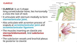 The Fractures of clavicle &amp; scapula.pptx