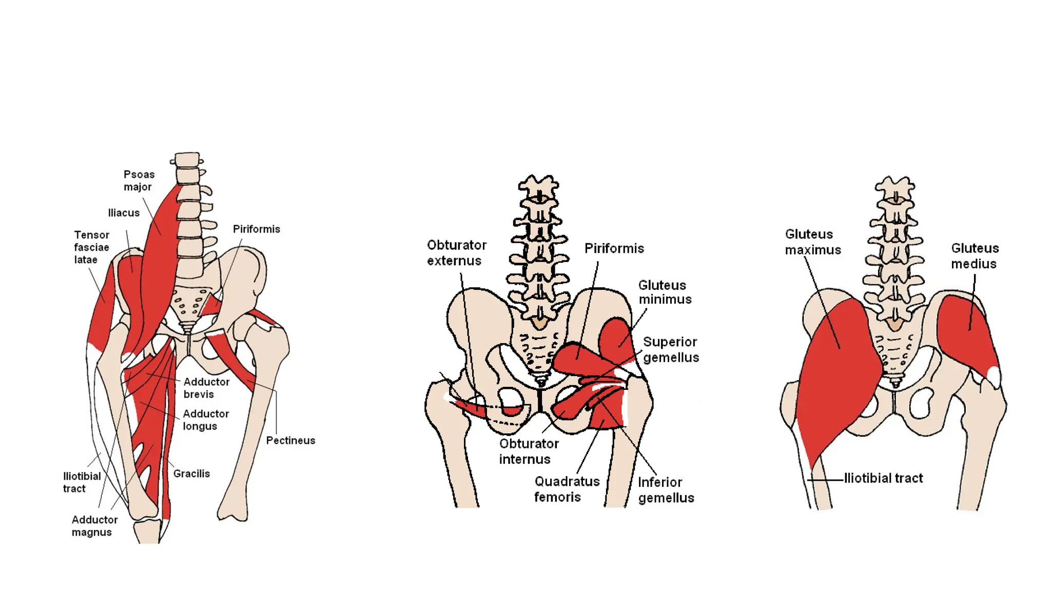 Hip Fractures: Types & Management // Fractures of Hip | PPTX
