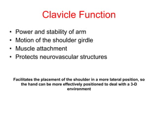 Clavicle Function <ul><li>Power and stability of arm </li></ul><ul><li>Motion of the shoulder girdle </li></ul><ul><li>Mus...