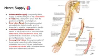 Nerve Supply
● Primary Nerve Supply: The primary nerve
supply to the shoulder joint is the axillary nerve.
● Source: The axillary nerve arises from the
posterior cord of the brachial plexus.
● Innervation Target: It provides innervation
primarily to the deltoid muscle, which is
essential for shoulder movement and stability.
● Additional Nerve Contributions: Other
nerves in the vicinity, such as branches of the
radial nerve, musculocutaneous nerve, also
contribute to the innervation of the shoulder
joint and associated muscles.
● Sensory Innervation: Sensory innervation of
the shoulder region is provided by various
cutaneous branches of nerves, including the
supraclavicular nerves, which supply sensation
to the skin over the shoulder area.
 