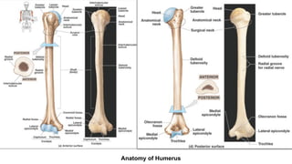 Anatomy of Humerus
 