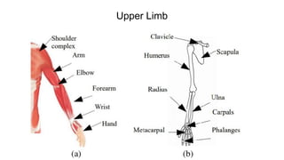 Upper Limb
 