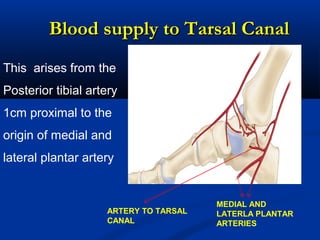 Blood supply to Tarsal CanalBlood supply to Tarsal Canal
This arises from the
Posterior tibial artery
1cm proximal to the
origin of medial and
lateral plantar artery
MEDIAL AND
LATERLA PLANTAR
ARTERIES
ARTERY TO TARSAL
CANAL
 