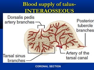 Blood supply of talus-Blood supply of talus-
INTERAOSSEOUSINTERAOSSEOUS
CORONAL SECTION
 