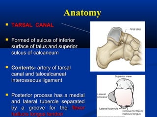 AnatomyAnatomy
 TARSAL CANALTARSAL CANAL
 Formed of sulcus of inferiorFormed of sulcus of inferior
surface of talus and superiorsurface of talus and superior
sulcus of calcaneumsulcus of calcaneum
 Contents-Contents- artery of tarsalartery of tarsal
canal and talocalcanealcanal and talocalcaneal
interosseous ligamentinterosseous ligament
 Posterior process has a medialPosterior process has a medial
and lateral tubercle separatedand lateral tubercle separated
by a groove for theby a groove for the flexorflexor
hallucis longus tendonhallucis longus tendon
 