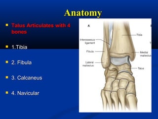 AnatomyAnatomy
 Talus Articulates with 4Talus Articulates with 4
bonesbones
 1.Tibia1.Tibia
 2. Fibula2. Fibula
 3. Calcaneus3. Calcaneus
 4. Navicular4. Navicular
 