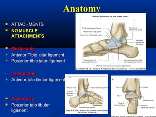 AnatomyAnatomy
 ATTACHMENTSATTACHMENTS
 NO MUSCLENO MUSCLE
ATTACHMENTSATTACHMENTS
 Medial sideMedial side
 Anterior Tibio talar ligamentAnterior Tibio talar ligament
 Posterior tibio talar ligamentPosterior tibio talar ligament
• Lateral sideLateral side
 Anterior talo fibular ligamentAnterior talo fibular ligament
 PosteriorlyPosteriorly
 Posterior talo fibularPosterior talo fibular
ligamentligament
 