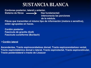 SUSTANCIA BLANCA Cordones posterior, lateral y anterior.  Sistema de fibras  Haz fundamental:  interconecta las porciones de la médula.  Fibras que transmiten el mismo tipo de información (motora o sensitiva), están agrupadas en haces. Cordón posterior Fascículo de gracilis (Goll) Fascículo cuneiforme (Burdach)  Cordón lateral Ascendentes, Tracto espinocerebeloso dorsal, Tracto espinocerebeloso vental, Tracto espinotalámico dorsal o lateral, Tracto espinotectal, Tracto espinoreticular, Tracto posterolateral o tracto de Lissauer 