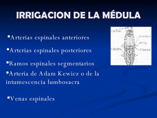 IRRIGACION DE LA MÉDULA Arterias espinales posteriores Ramos espinales segmentarios Arteria de Adam Kewicz o de la intumescencia lumbosacra Venas espinales Arterias espinales anteriores 