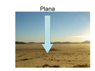 Plana 