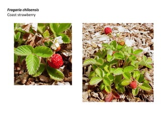Fragaria chiloensis
Coast strawberry

 