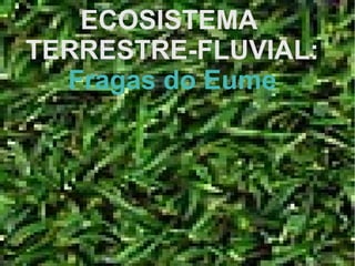 ECOSISTEMA
TERRESTRE-FLUVIAL:
  Fragas do Eume
 