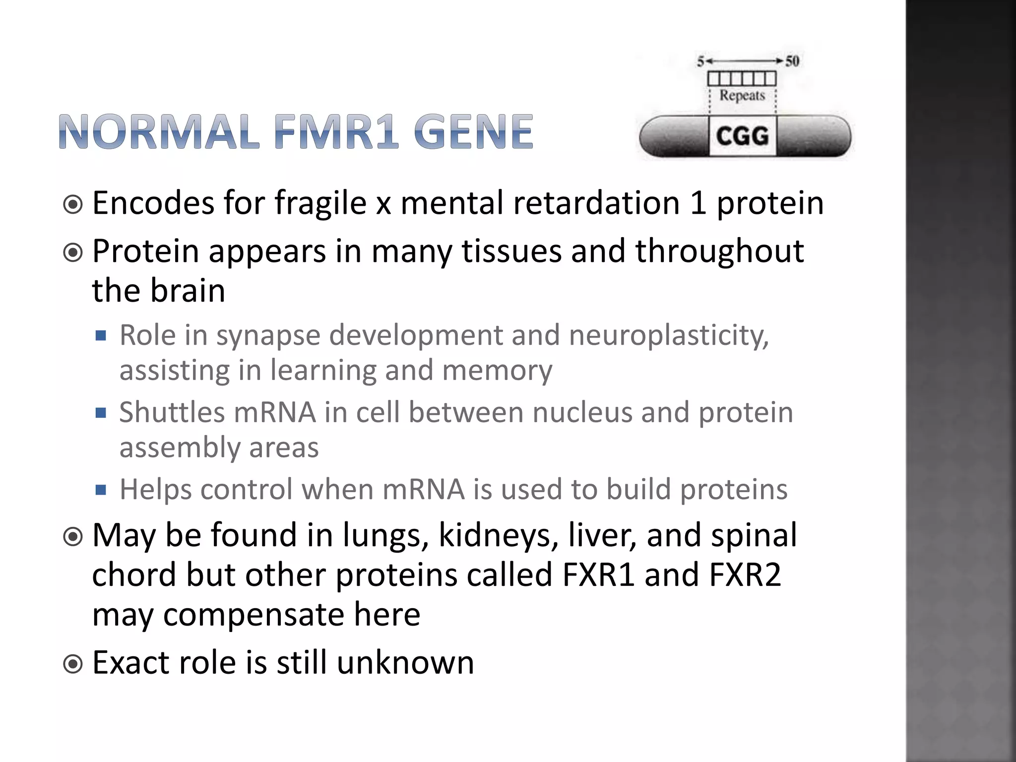  Encodes for fragile x mental retardation 1 protein
 Protein appears in many tissues and throughout
the brain
 Role in synapse development and neuroplasticity,
assisting in learning and memory
 Shuttles mRNA in cell between nucleus and protein
assembly areas
 Helps control when mRNA is used to build proteins
 May be found in lungs, kidneys, liver, and spinal
chord but other proteins called FXR1 and FXR2
may compensate here
 Exact role is still unknown
 