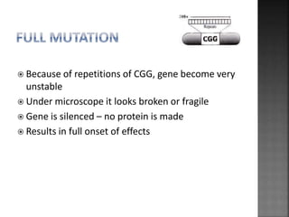  Because of repetitions of CGG, gene become very
unstable
 Under microscope it looks broken or fragile
 Gene is silenced – no protein is made
 Results in full onset of effects
 