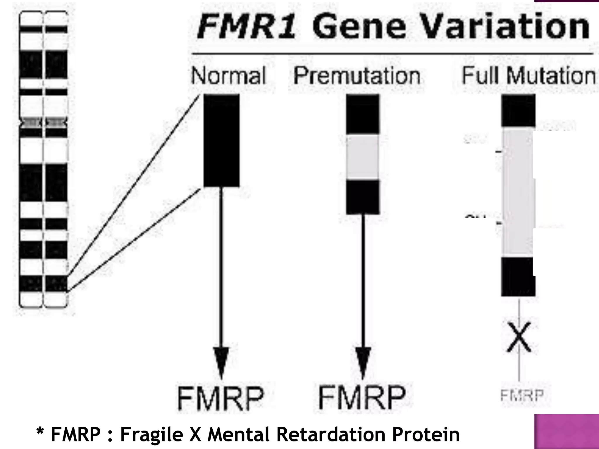 * FMRP : Fragile X Mental Retardation Protein
 