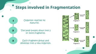 Class 10 - Ch-7: How do Organisms Reproduce? - Fragmentation.pptx