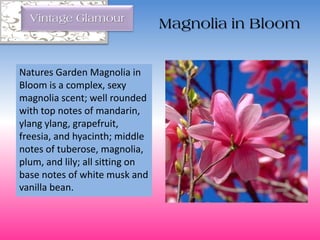 Natures Garden Magnolia in
Bloom is a complex, sexy
magnolia scent; well rounded
with top notes of mandarin,
ylang ylang, grapefruit,
freesia, and hyacinth; middle
notes of tuberose, magnolia,
plum, and lily; all sitting on
base notes of white musk and
vanilla bean.
Vintage Glamour
Magnolia in Bloom
 