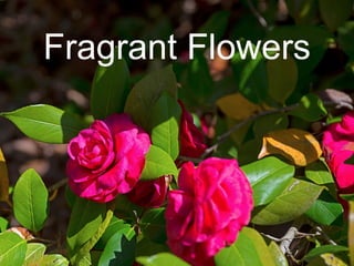 Fragrant Flowers
 
