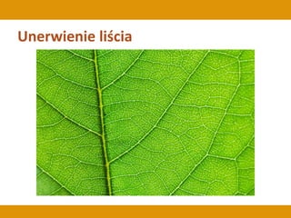 Unerwienie liścia
 