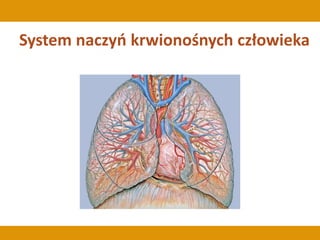 System naczyń krwionośnych człowieka
 