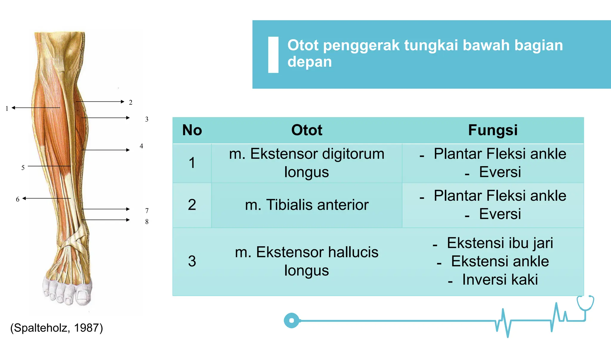 Fraktur tibia fisiologi anatomy assessmrnt | PDF