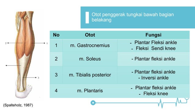 Fraktur tibia fisiologi anatomy assessmrnt | PDF