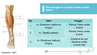 Fraktur Tibia Fisiologi Anatomy Assessmrnt Pdf