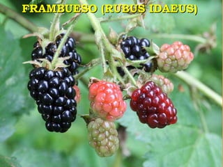 FRAMBUESO (RUBUS IDAEUS)  