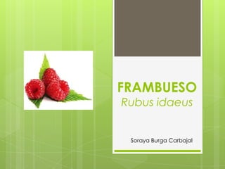 FRAMBUESO
Rubus idaeus

Soraya Burga Carbajal

 