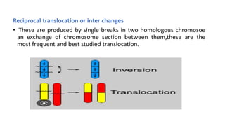 Reciprocal translocation or inter changes
• These are produced by single breaks in two homologous chromosoe
an exchange of chromosome section between them,these are the
most frequent and best studied translocation.
 