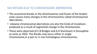MUTATIONS DUE TO CHROMOSOME ABERRATION
• The occasional breaks in the chromosomes and fusion of the broken
ends causes many changes in the chromosomes called chromosomal
aberrations.
• Likewise chromosomal aberrations are also the kinds of mutations
produced as a result of segmental change in the chromosome.
• These were observed of C.B Bridges and A.H Sturtevant in Drosophila
as early as 1923. The Breaks may occur either in single
chromosome,in a pair or in non homologous chromosomes.
 