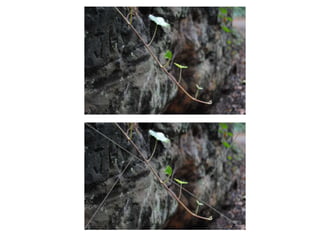 Framing and composition.pptx