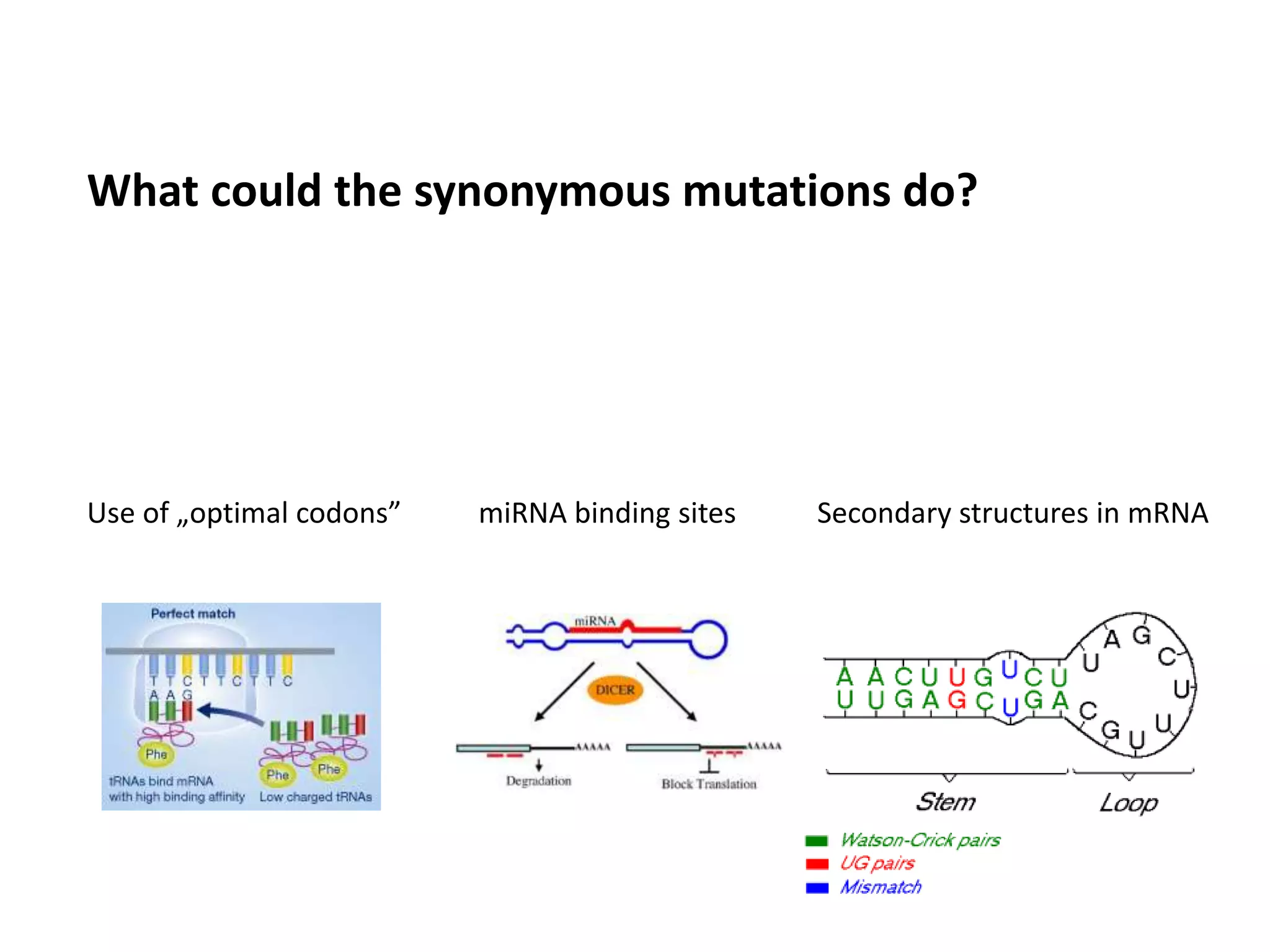 0%
10%
20%
30%
40%
50%
60%
optimal
codon
gain
optimal
codon
loss
no
change
%ofsynonymousmutations
leadingtooutcome
n.s.
-18
-13
-8
-3
mRNAfoldingfreeenergy
aroundmutatedsites(kcal/mol)
50nt windows
w.t.
mRNA
mut.
mRNA
-31
-26
-21
-16
-11
-6 100nt windows
w.t.
mRNA
mut.
mRNA
0%
10%
20%
30%
40%
≤30 nt 31-70
nt
>70 nt
p < 10-4
1.75
1.26
0.45
-2
-1
0
1
2
1 2 3 4 5 6 7
log2RPKMofexon
exon # in transcript ENST00000334286
30 random samples w/o point mutations
6 samples w/ synonymous exonic mutations
EDNRB gene,
colorectal cancer
-0.5
-0.3
-0.1
0.1
0.3
0.5
whole
cDNA
sites w/
phyloP>1.0net#ofgainedmiRNAseed
sitespersyn.mutation
16 oncogenes
matched set
-0.3 -0.2 -0.1 0 0.1 0.2
normalized difference (Glass' delta) between properties
of mutated positions in oncogenes vs. matched set
Relative preference value at C-cap (of α helices)
Normalized frequency of turn in all-α class
Alpha-helix indices for α-proteins t-test
FDR
0%
10%
20%
30%
enh.
gain
enh.
loss
sil.
gain
sil.
loss
%syn.mutations(within30nt
ofsplicesite)leadingtoevent
Ke et al. 2012 hexamers
1.53
0.83
0.60
1.90
p = 0.02
enh.
gain
enh.
loss
RESCUE-ESE
p = 0.003
1.90
0.53
sil.
gain
sil.
loss
FAS-hex2
p = 3·10-4
0.37
2.73
A B C
D E
G
F
10%
20%
p=0.05
n.s.
n.s.
1.43
1.12
0.79
20%
30%
40%
50%
actual
synonymous
mutations
randomized
mutation
H
Use of „optimal codons” miRNA binding sites Secondary structures in mRNA
What could the synonymous mutations do?
 