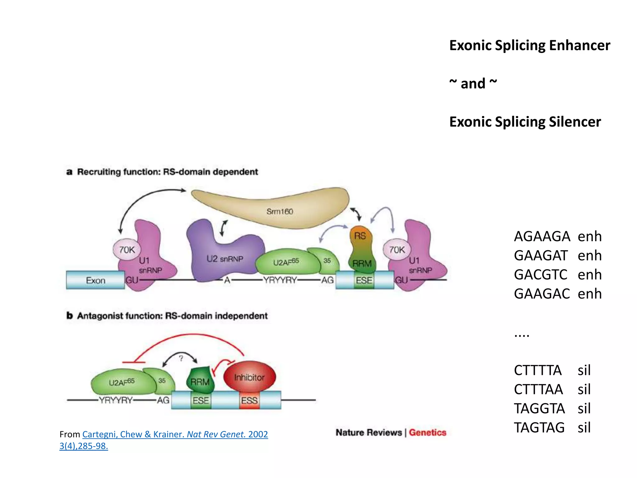 Exonic Splicing Enhancer
~ and ~
Exonic Splicing Silencer
From Cartegni, Chew & Krainer. Nat Rev Genet. 2002
3(4),285-98.
AGAAGA enh
GAAGAT enh
GACGTC enh
GAAGAC enh
....
CTTTTA sil
CTTTAA sil
TAGGTA sil
TAGTAG sil
 
